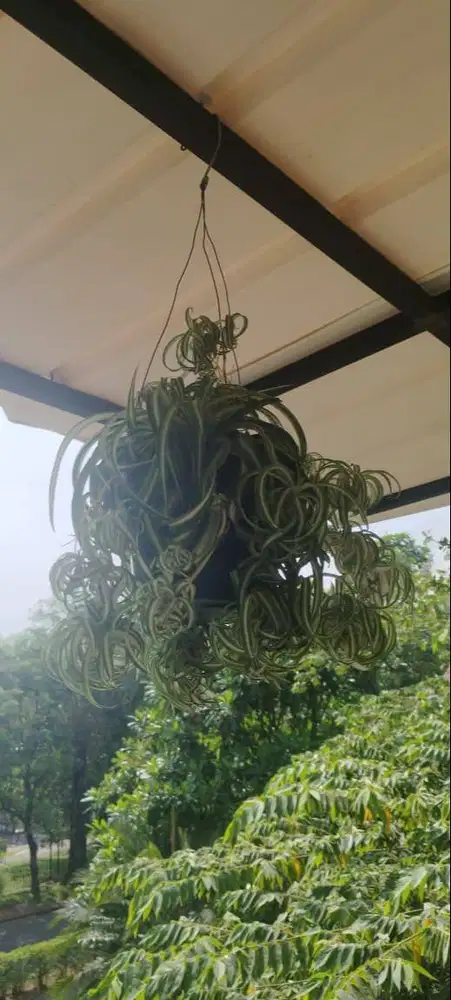 DIJUAL! Tanaman Daun Ulur untuk Taman