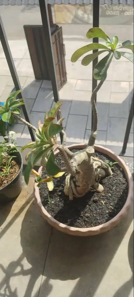 DIJUAL! Tanaman Hias Alamak