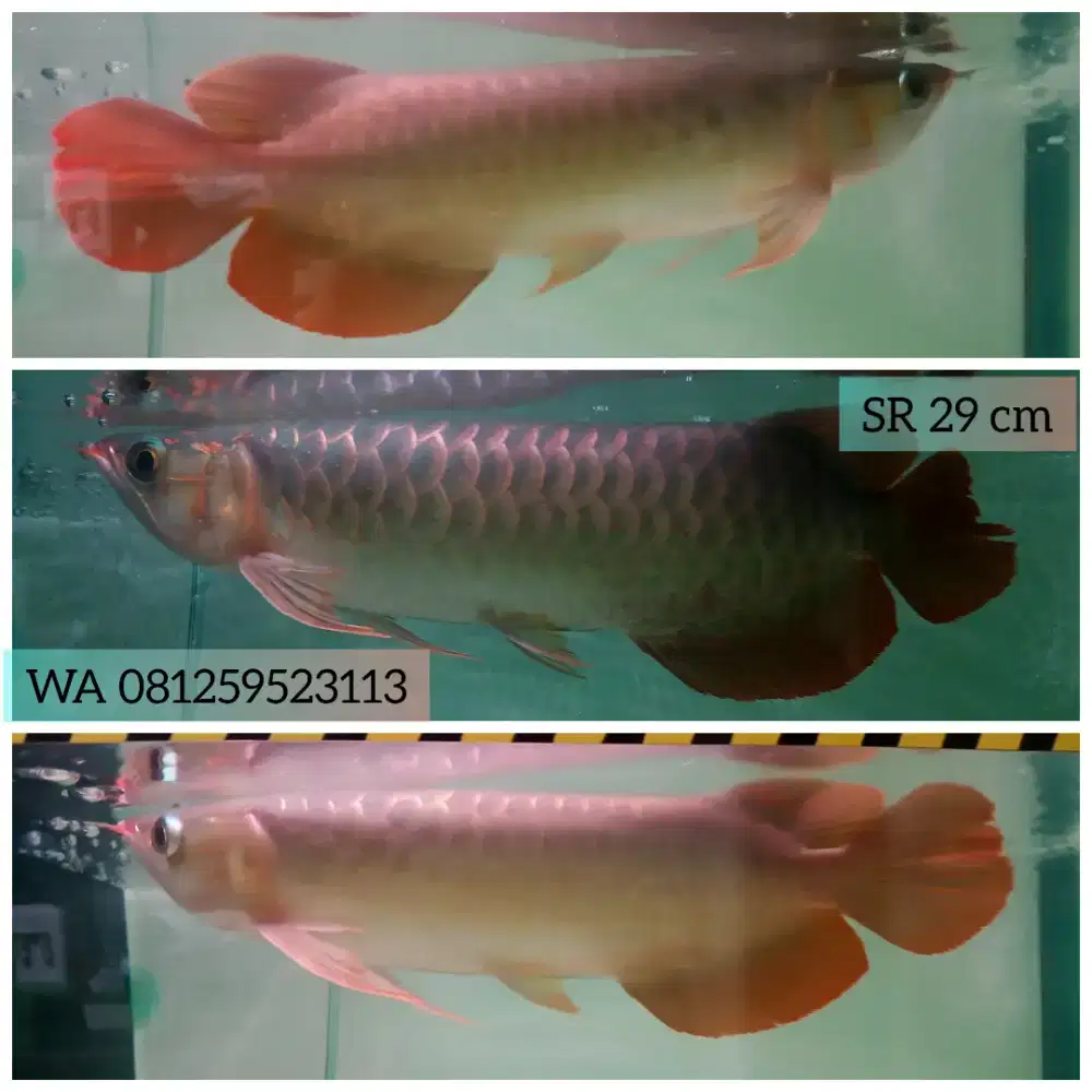 Arwana Super Red Blue Base 29 cm Gondrong