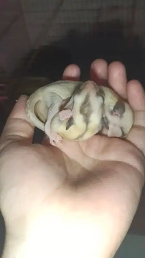 Sugar glider platinum joey