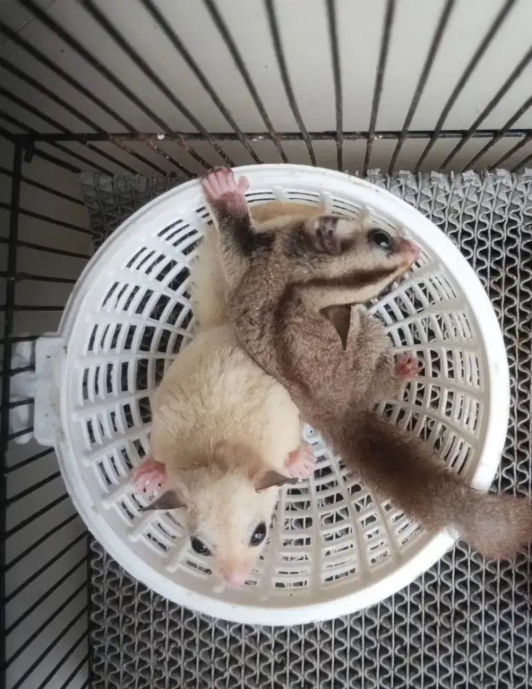 Sugar glider betina white moza dan clasic grey