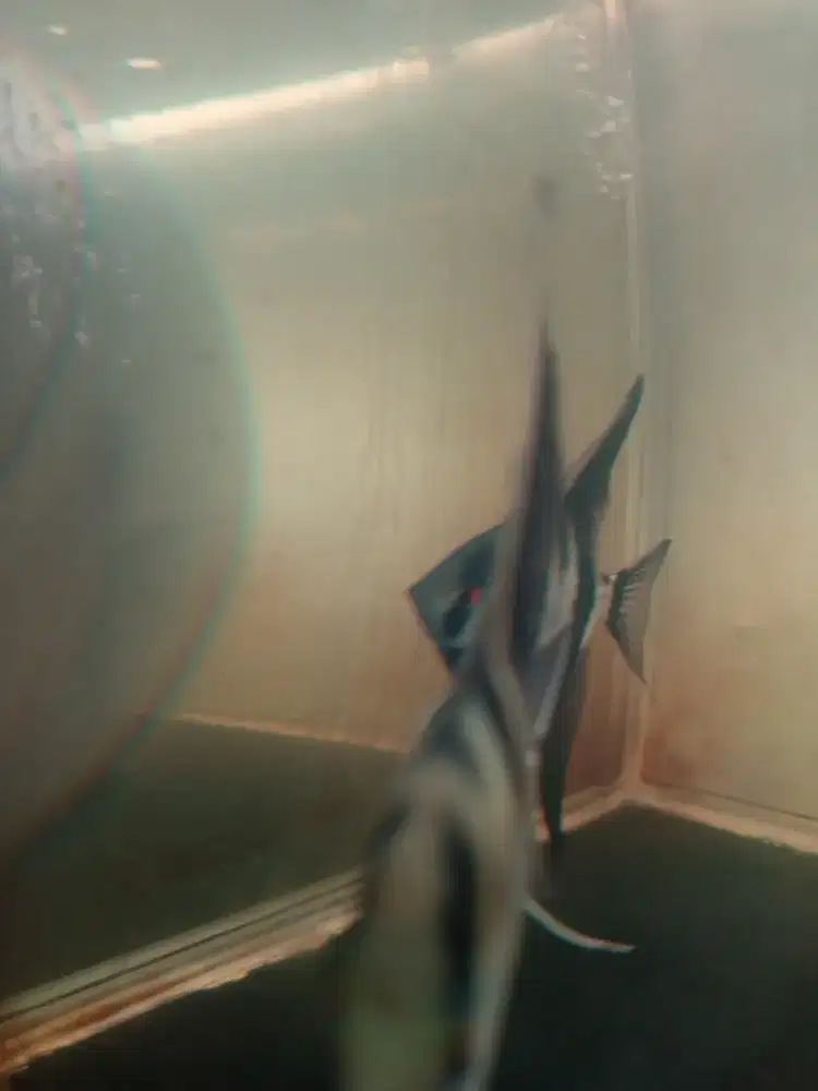 Pasangan muda manfish...