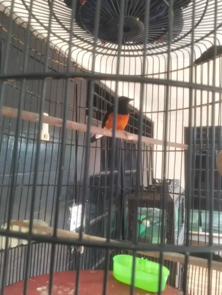Jual burung Muray dan kandangny