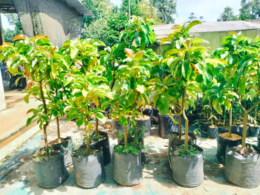 Bibit alpukat yellow vietnam