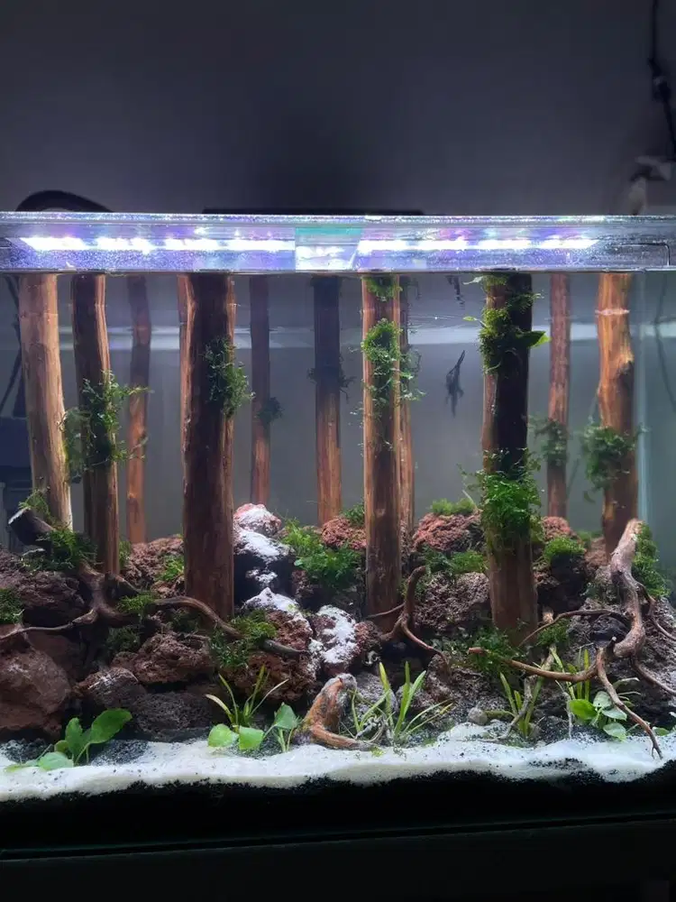 Aquarium AQUASCAPE