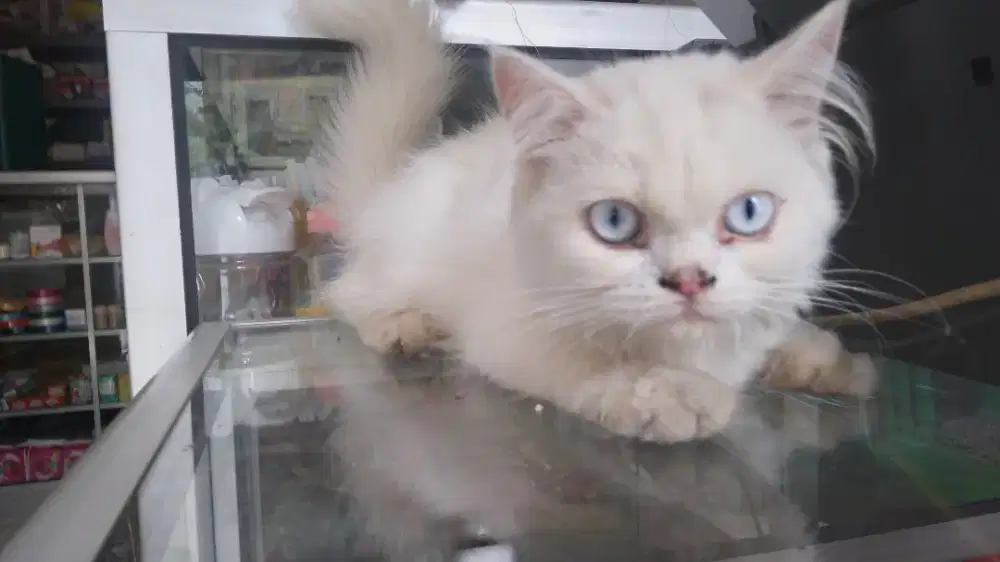 Kucing persia mixdom