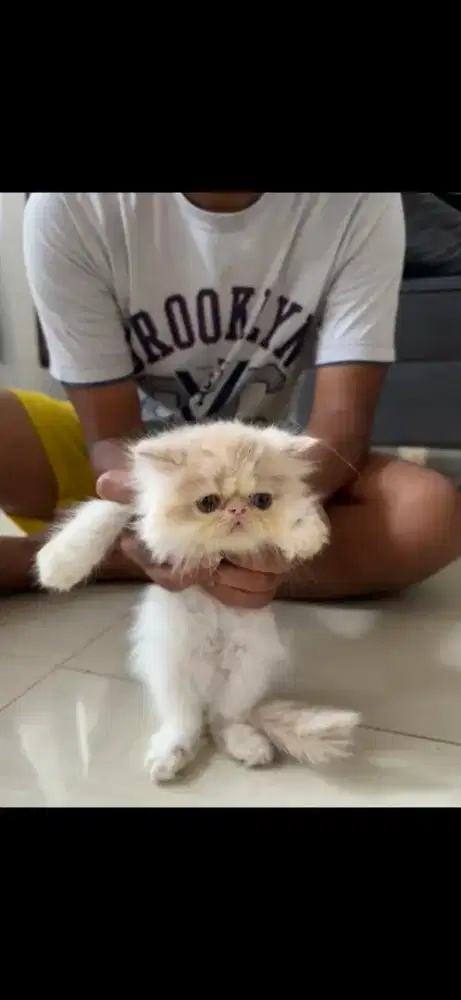 Kitten persia peaknose longhair