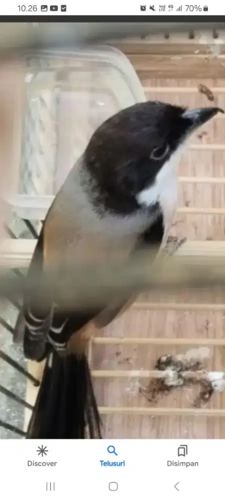 Pentet madura gacorr