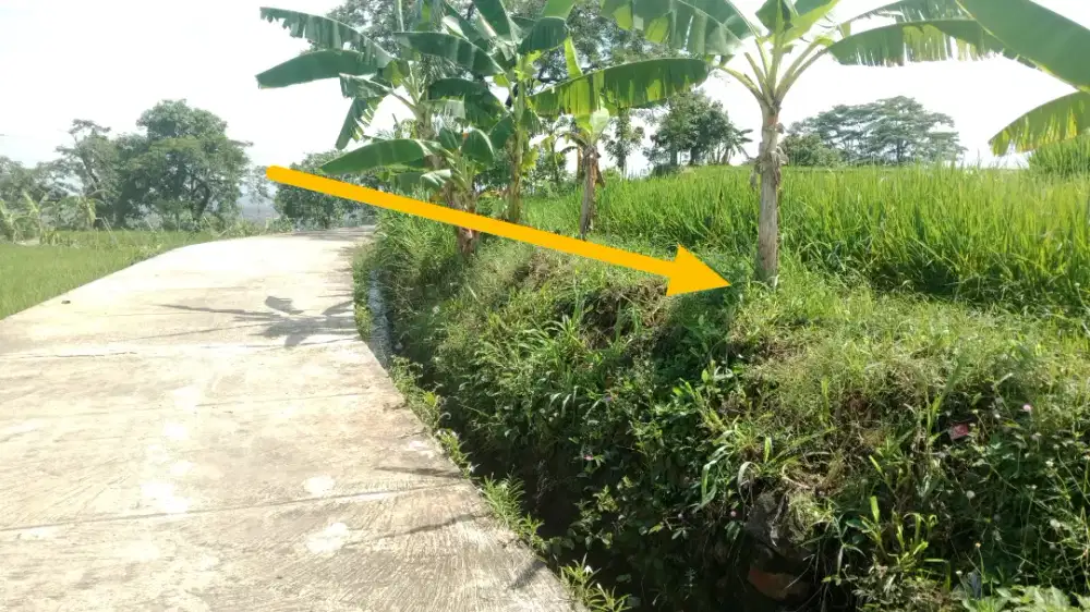 Tanah Sawah 300 rb/m Pasawahan