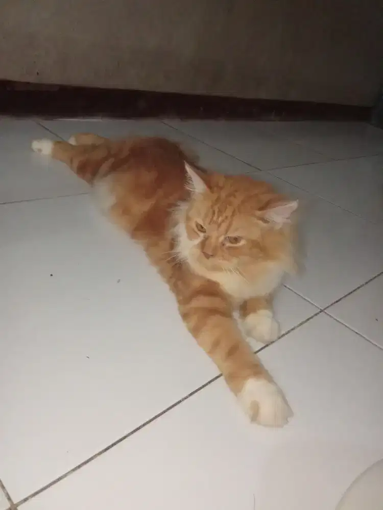 Lepas adopsi kucing Persia betina