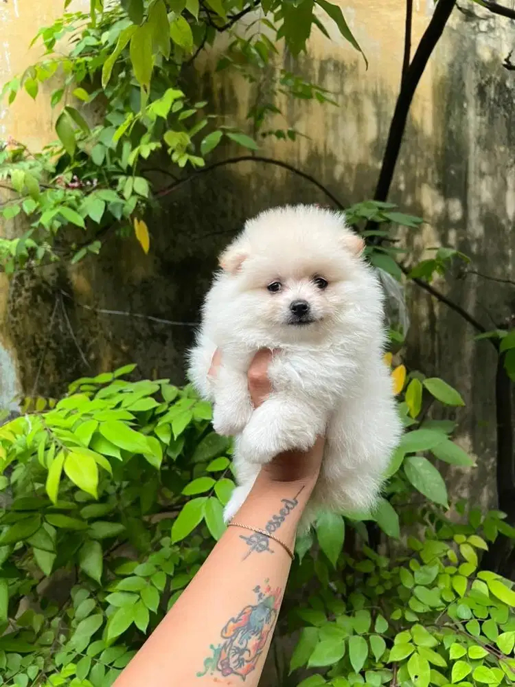 Minipom betina stb vaksin