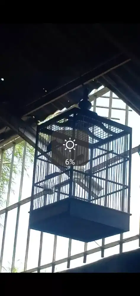 Cisaw jantan(ciblek sawah)