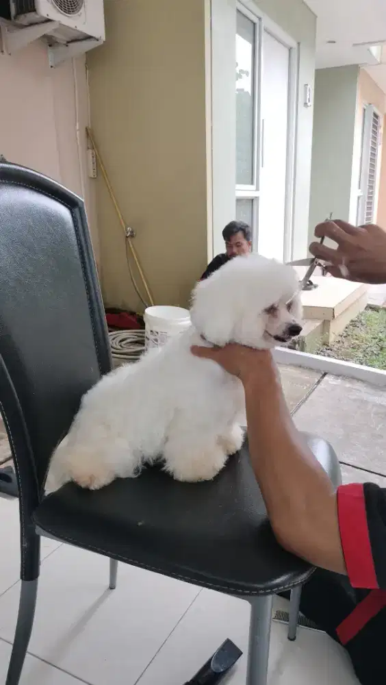 Bichon mini jantan
