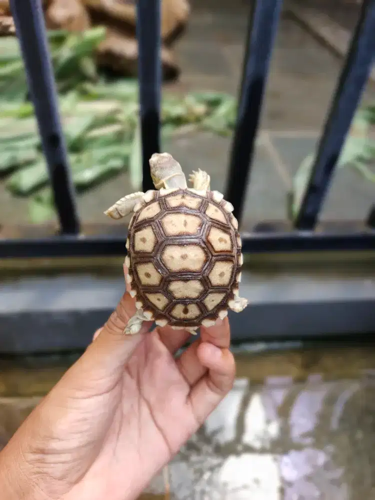 baby sulcata 5,5-6cm normal dan overscute rakus