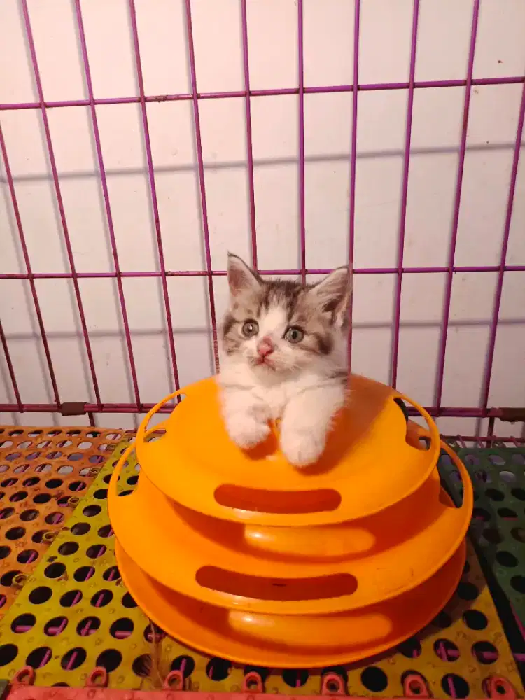 Ns( tidak cebol),bsh munchkin