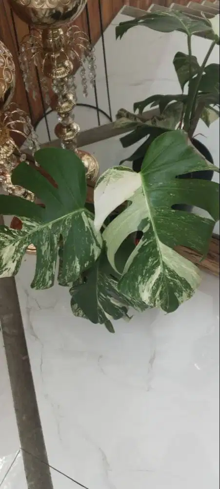 DIJUAL! TANAMAN SEDANG KUPING GAJAH