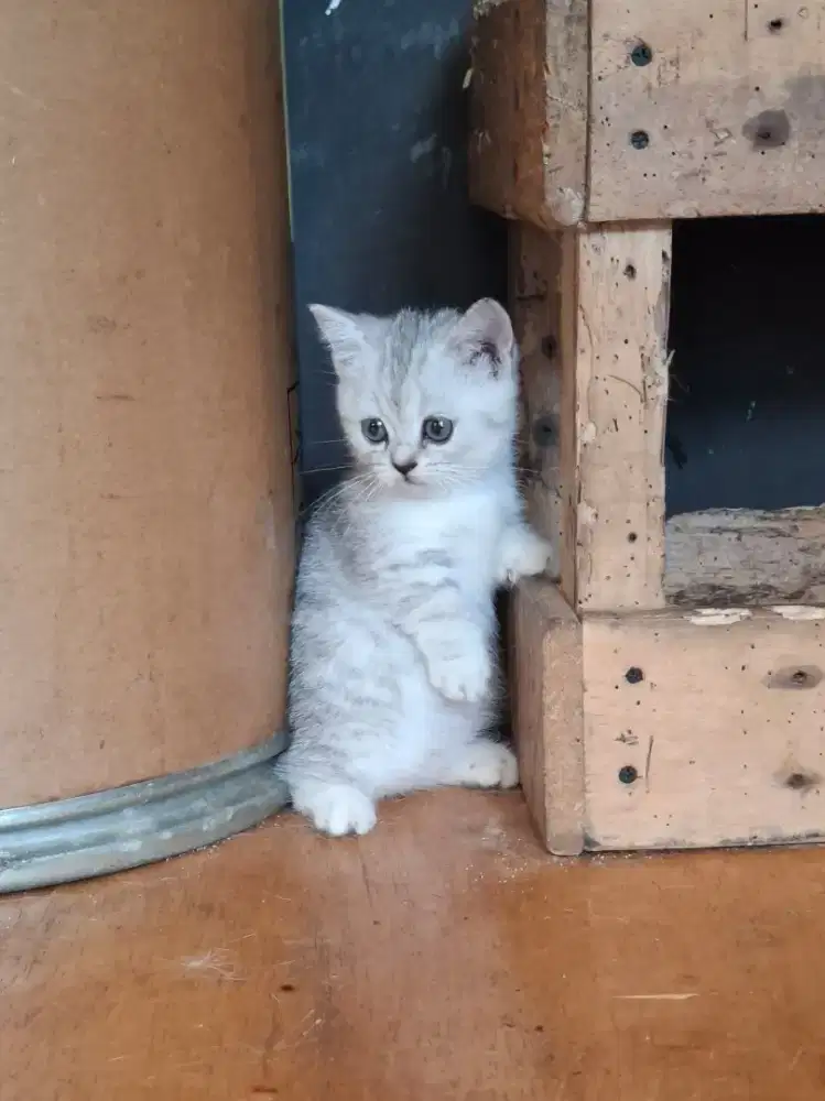 Munchkin bsh silver tabby betina/bsh/Scottish fold/peaknose/