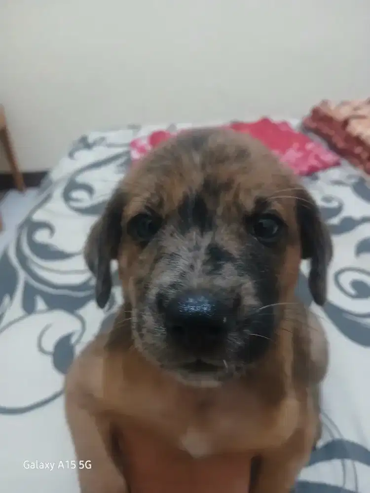 Silahkan yg mau adopsi