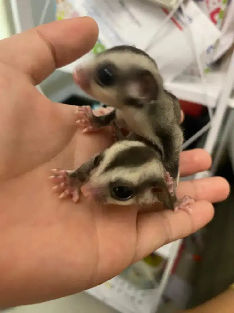 DIJUAL MURAH SUGAR GLIDER CLASSIC  GREY