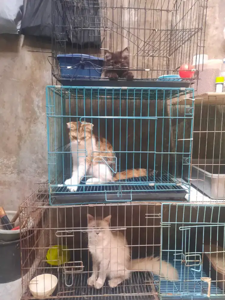 Kucing peaknose,himalaya,persia