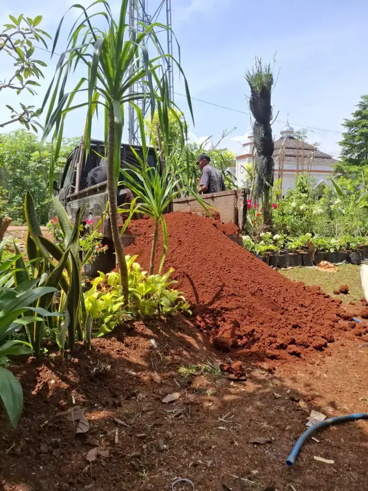 Tanah merah // media tanam // urugan