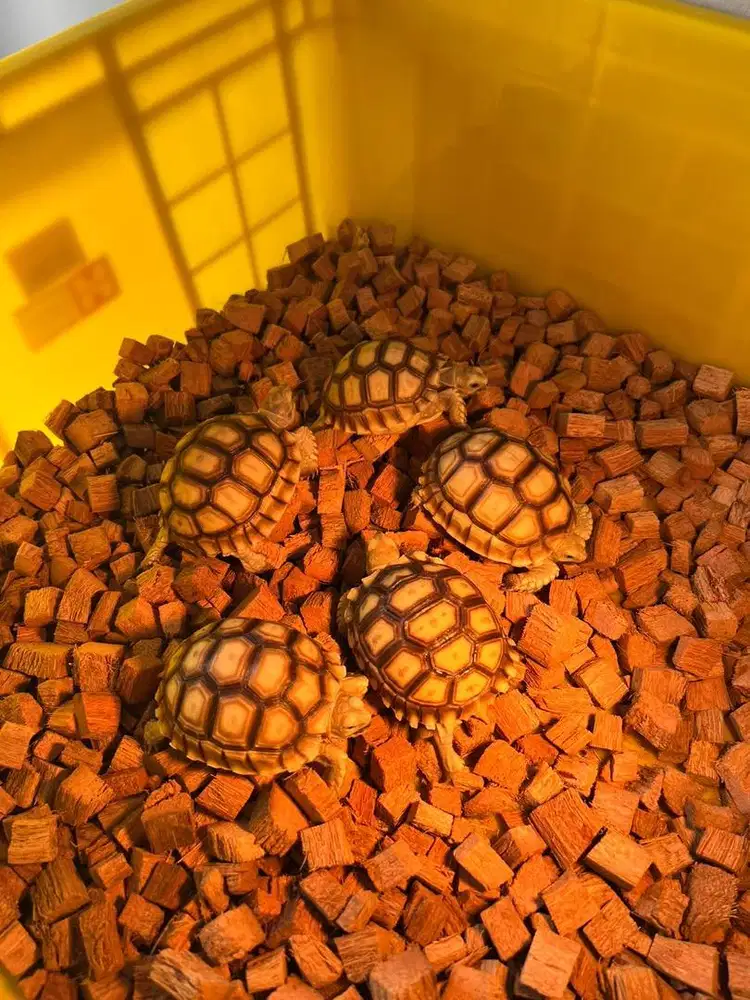 JUAL SULCATA MURAH