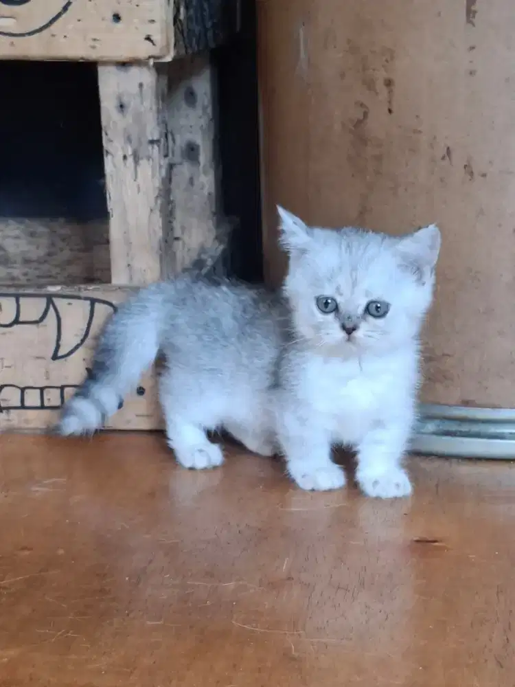 Munchkin bsh silver tabby betina/bsh/Scottish fold/peaknose/