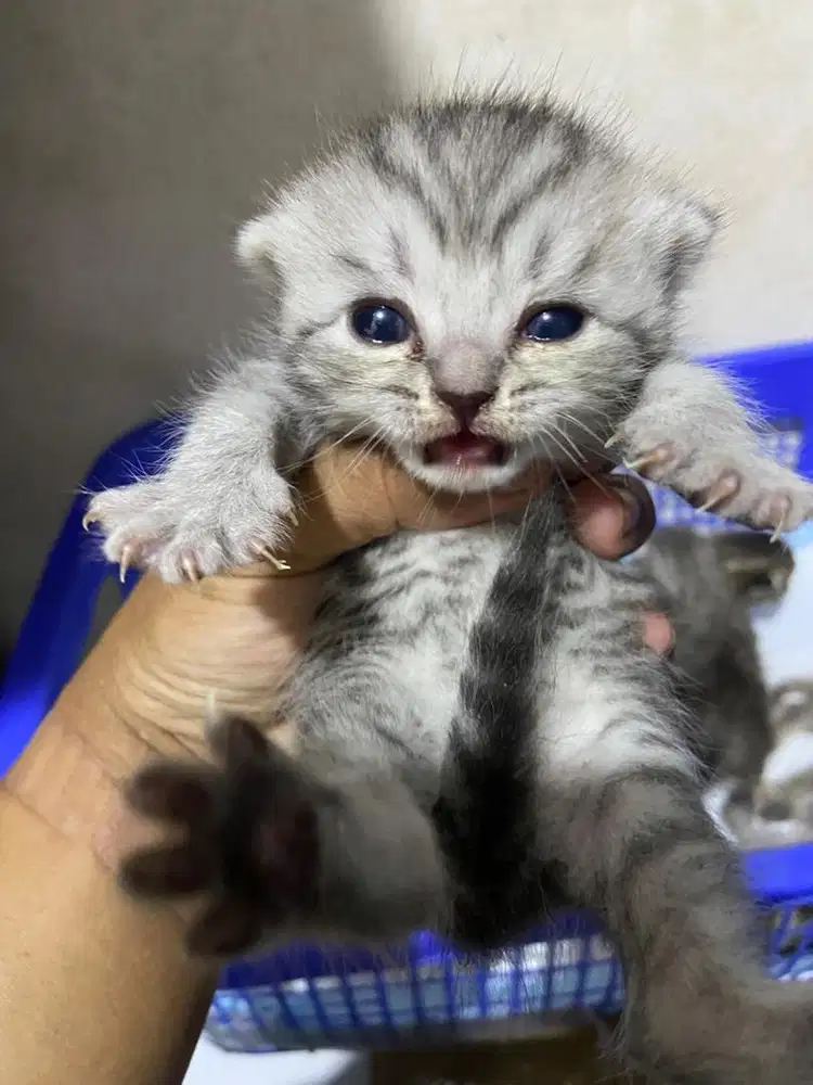 Kucing BSH kualitas bagus