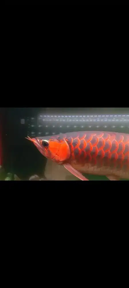 Ikan Arwana SR 46 cm