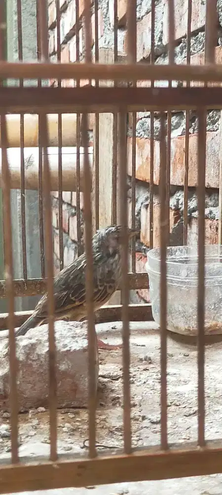 Branjangan/Titimplik parva NTB