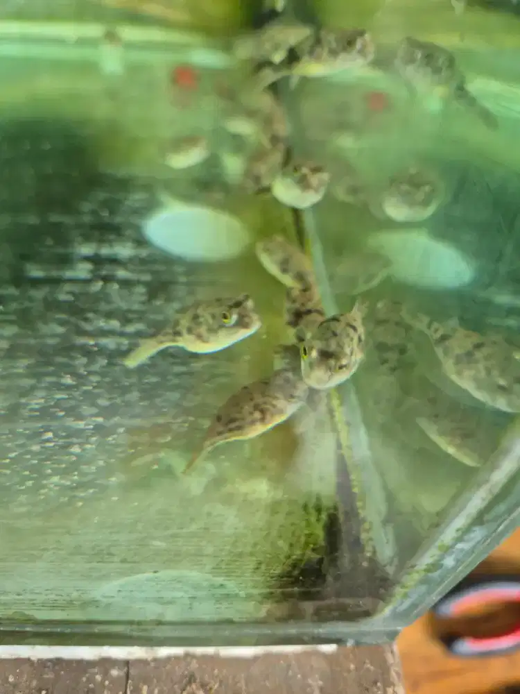 Ikan hias fahaka puffer fish/ikan predator/ikan tankmate/ikan hias