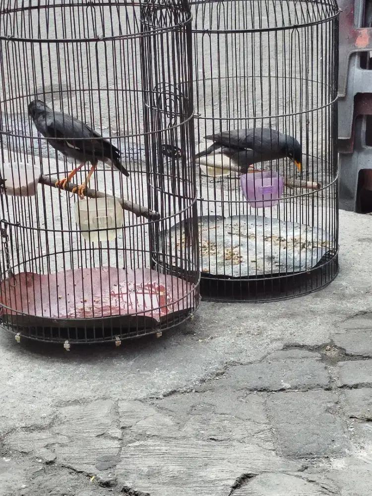 Jual burung jalak kebo mata putih