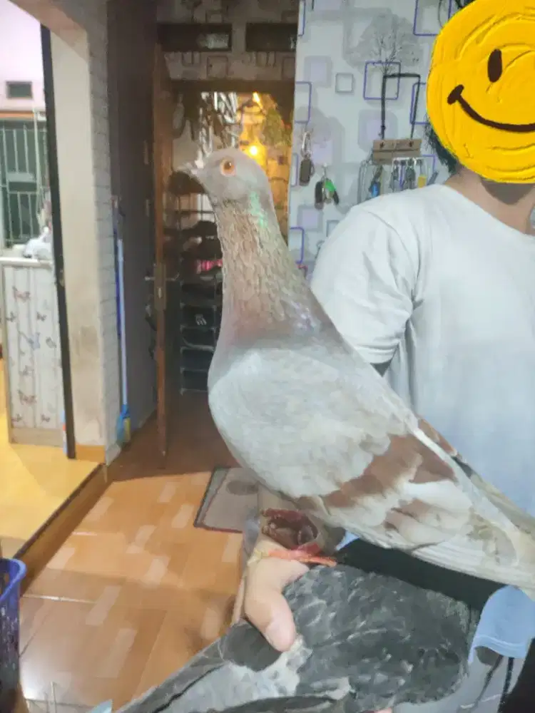 Burung dara merpati pelatih