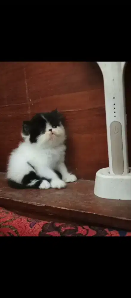 Baby peaknose jantan