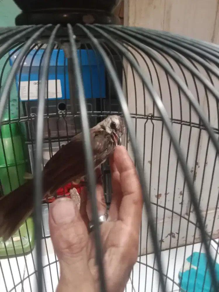 Burung trucukan muda pastol