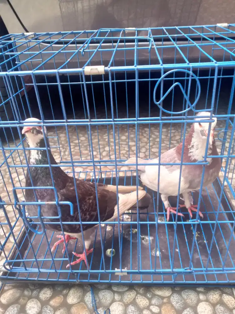 Burung Merpati / Dara