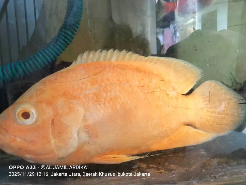 Ikan Oscar albino merah bata