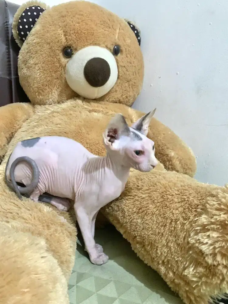 Kucing Betina Sphynx