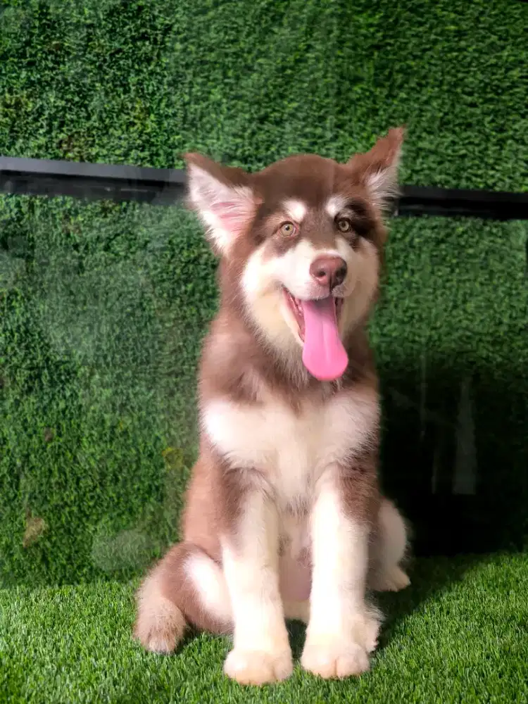 Red Alaskan Malamute Jumbo