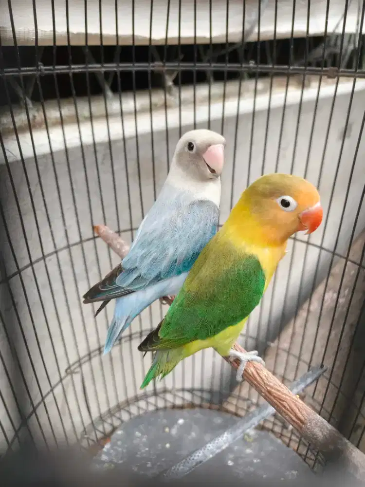 Lovebird Aqua B1 dan Opaline Dilute Blue