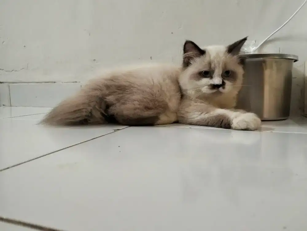 Kucing ragdoll persia himalaya betina