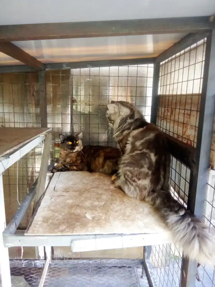 Lepas adopsi kucing anggora tortie betina 1 thn