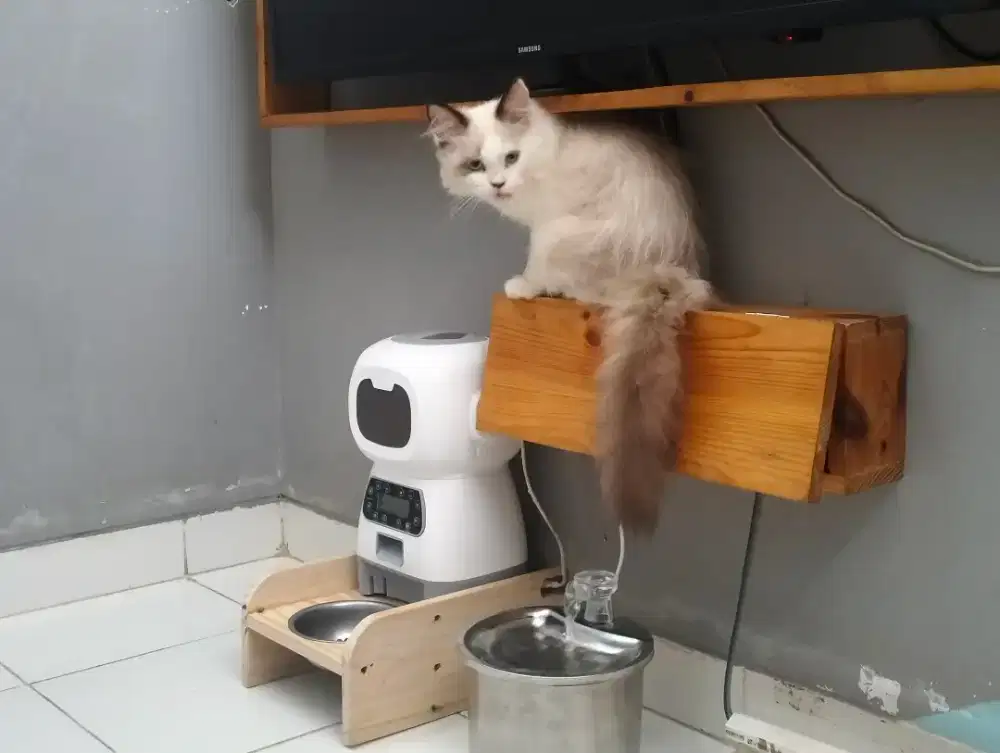 Kucing ragdoll persia himalaya jantan