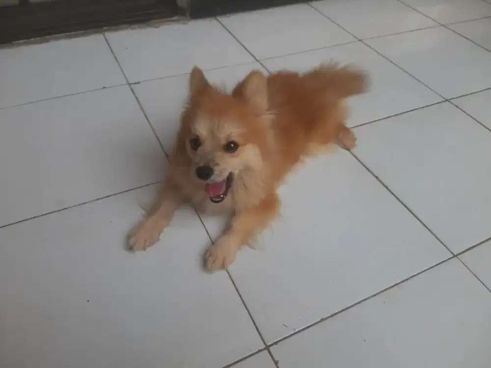 Minipom  jantan