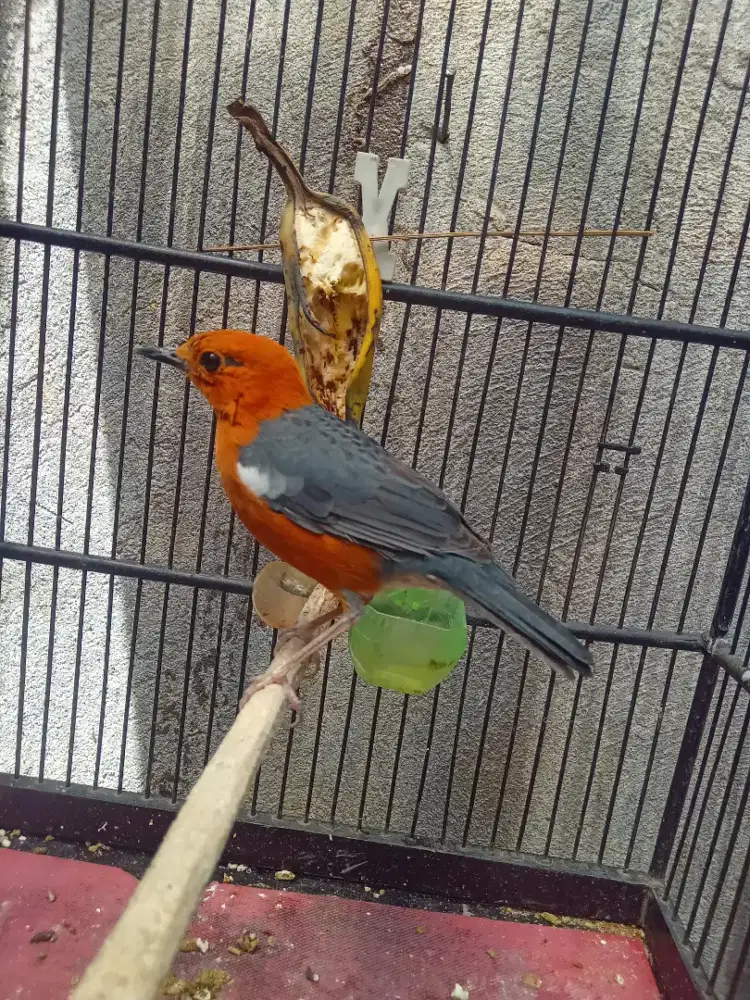 Anis merah jantan murmer