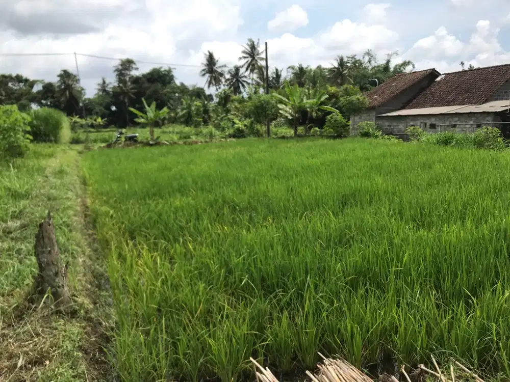 Dijual tanah sawah pinggir jalan aspal