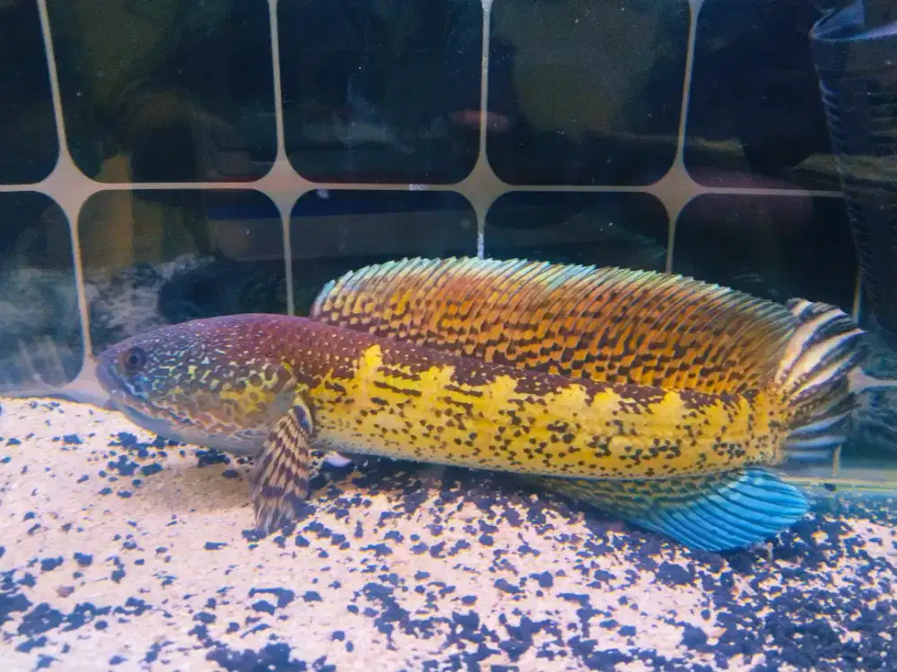 Channa Auranti jumbo