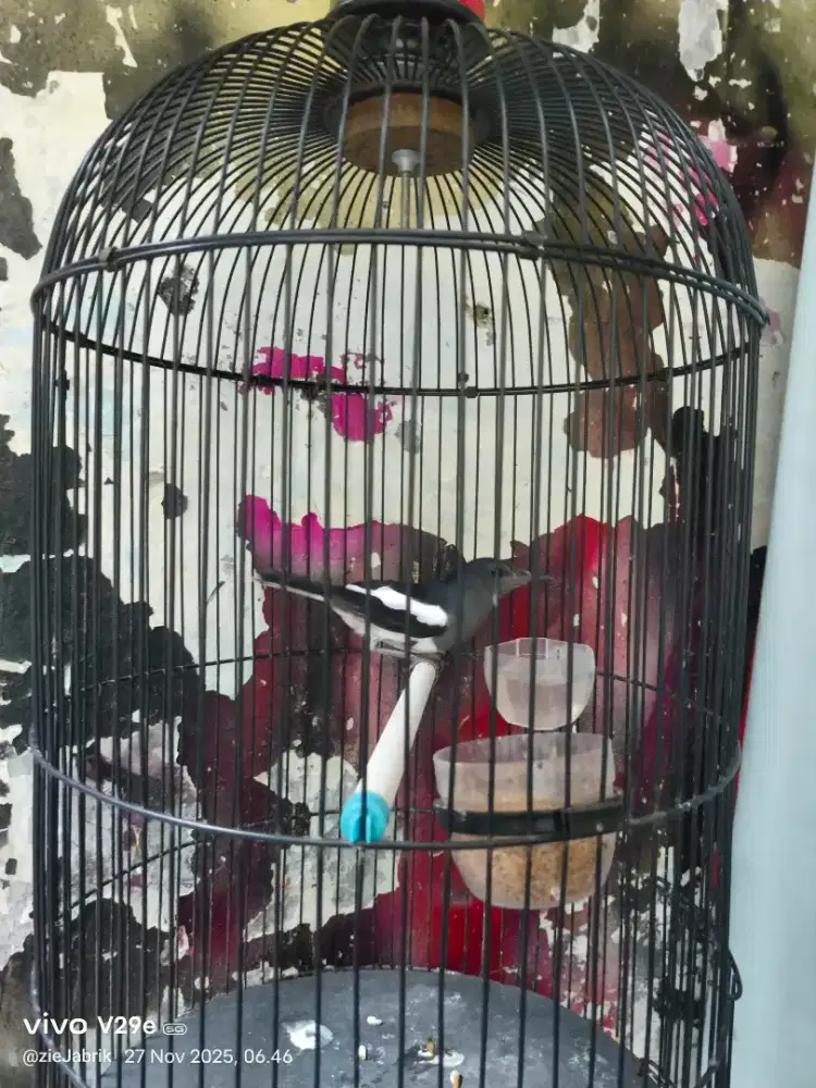 Kacer beti harian dah manggil2