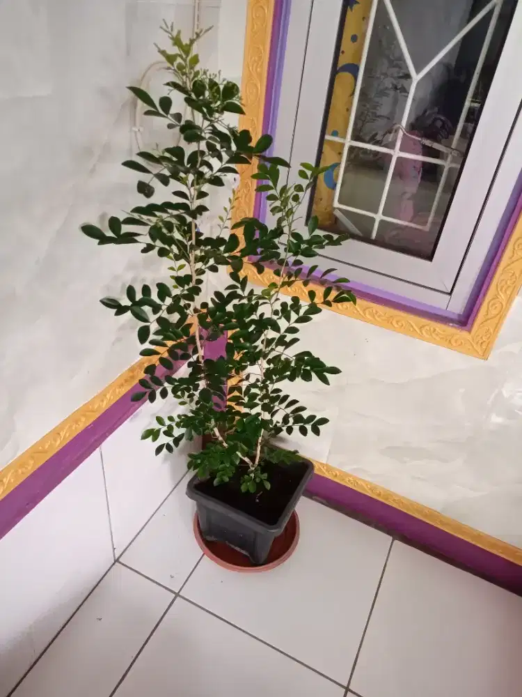 jual tanaman kemuning bunga putih