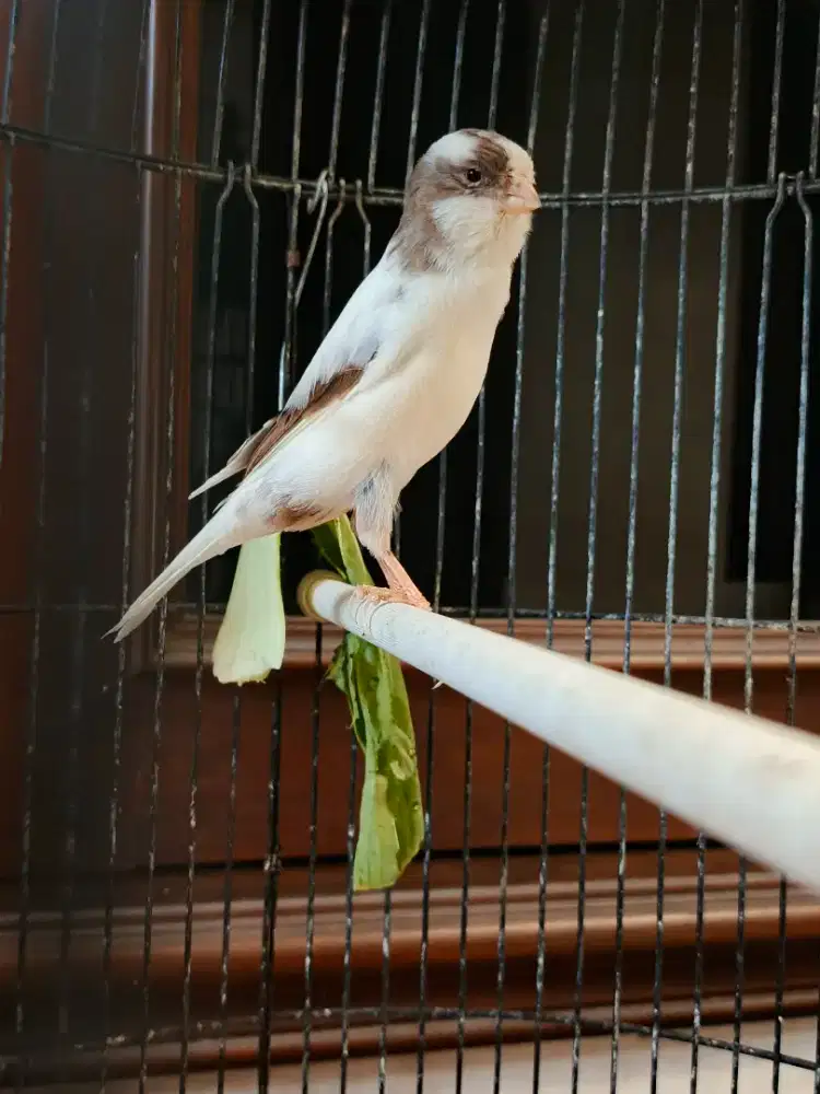 Kenari f3 panda muda jantan